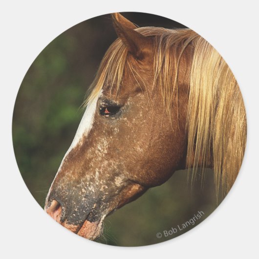 Appaloosa Horse Headshot 1 Ronde Sticker (Voorkant)