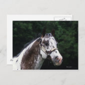 Appaloosa Horse Headshot 2 Briefkaart (Voorkant / Achterkant)