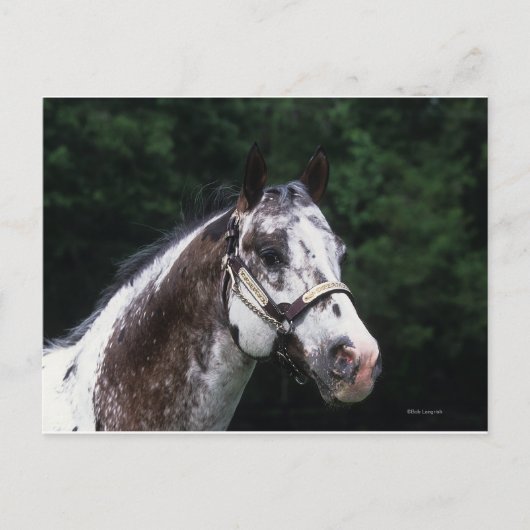 Appaloosa Horse Headshot 2 Briefkaart (Voorkant)