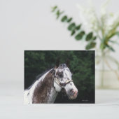 Appaloosa Horse Headshot 2 Briefkaart (Staand voorkant)