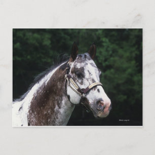 Appaloosa Horse Headshot 2 Briefkaart