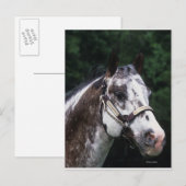 Appaloosa Horse Headshot 2 Briefkaart (Voorkant / Achterkant)