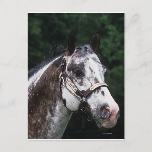 Appaloosa Horse Headshot 2 Briefkaart (Voorkant)