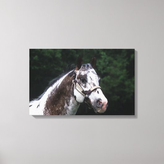 Appaloosa Horse Headshot 2 Canvas Afdruk (Voorkant)