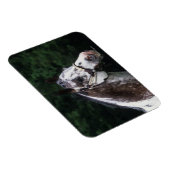 Appaloosa Horse Headshot 2 Magneet (Rechterzijde)