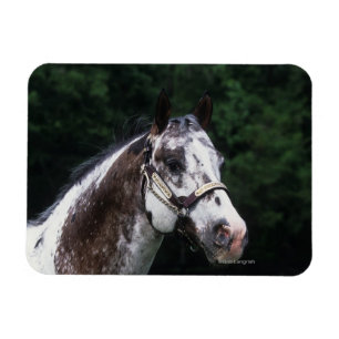 Appaloosa Horse Headshot 2 Magneet