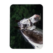 Appaloosa Horse Headshot 2 Magneet (Verticaal)