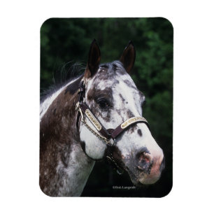 Appaloosa Horse Headshot 2 Magneet