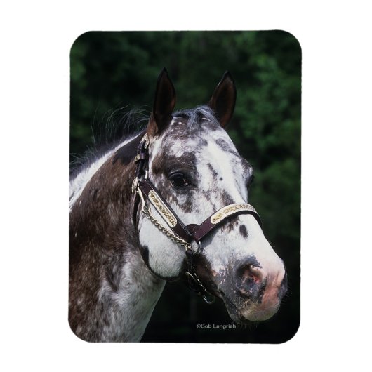 Appaloosa Horse Headshot 2 Magneet (Verticaal)