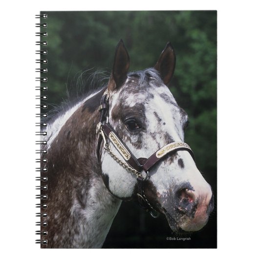 Appaloosa Horse Headshot 2 Notitieboek (Voorkant)