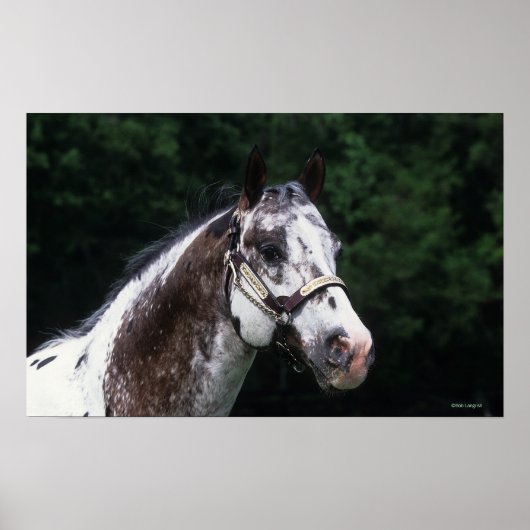 Appaloosa Horse Headshot 2 Poster (Voorkant)