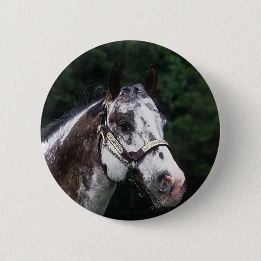 Appaloosa Horse Headshot 2 Ronde Button 5,7 Cm (Voorkant)