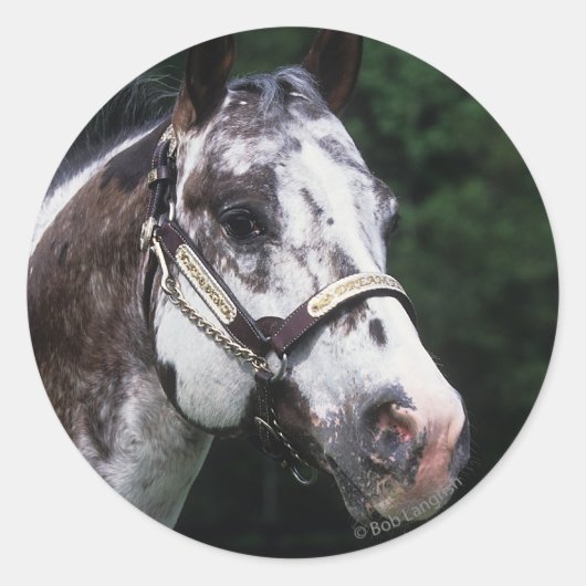 Appaloosa Horse Headshot 2 Ronde Sticker (Voorkant)