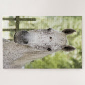 Appaloosa Horse Legpuzzel (Horizontaal)