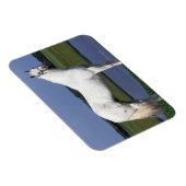 Appaloosa Horse Magneet (Rechterzijde)