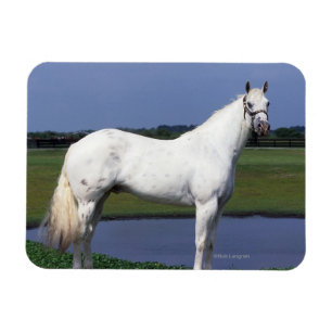 Appaloosa Horse Magneet