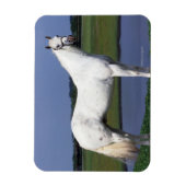 Appaloosa Horse Magneet (Verticaal)