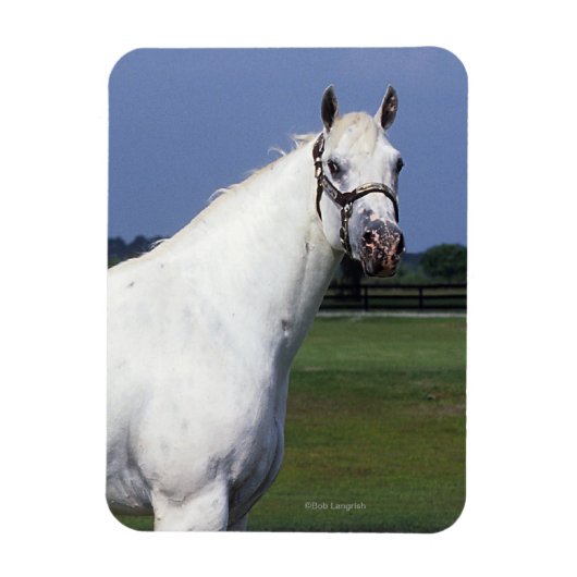 Appaloosa Horse Magneet (Verticaal)