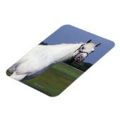 Appaloosa Horse Magneet (Linkerzijde)