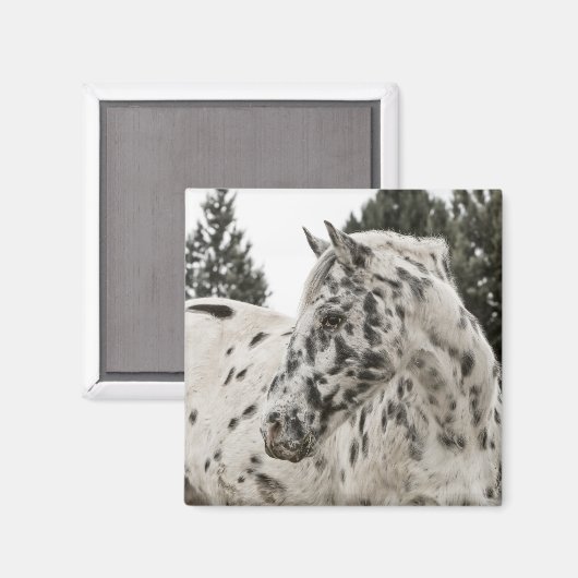 Appaloosa Horse Magneet (Voorkant / Achterkant)
