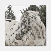 Appaloosa Horse Magneet (Voorkant)