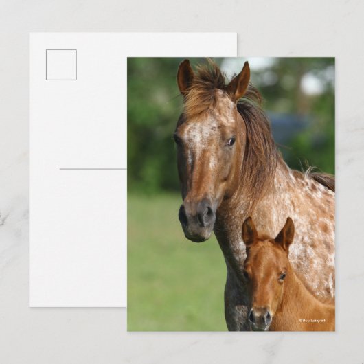 Appaloosa Horse Mare en Foal Headshot Briefkaart (Voorkant / Achterkant)