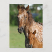 Appaloosa Horse Mare en Foal Headshot Briefkaart (Voorkant)