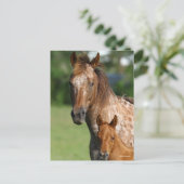 Appaloosa Horse Mare en Foal Headshot Briefkaart (Staand voorkant)