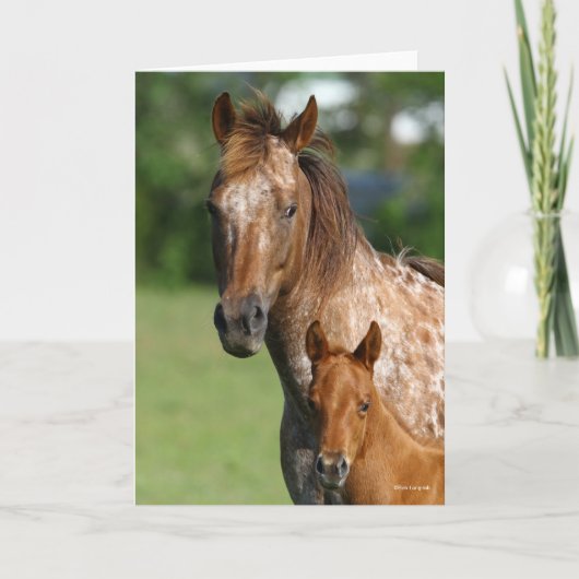 Appaloosa Horse Mare en Foal Headshot Kaart (Voorkant)