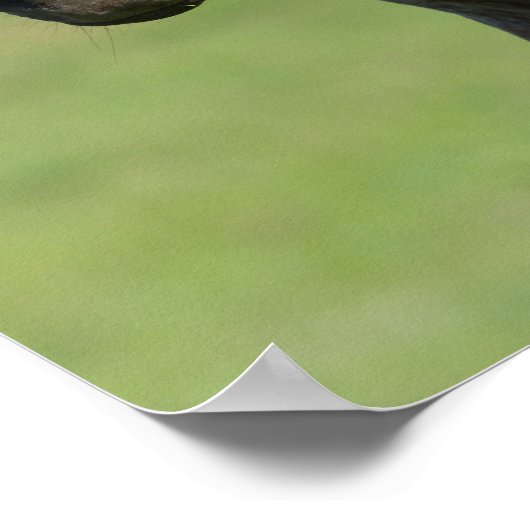 Appaloosa Horse Mare en Foal Headshot Poster (Hoek)