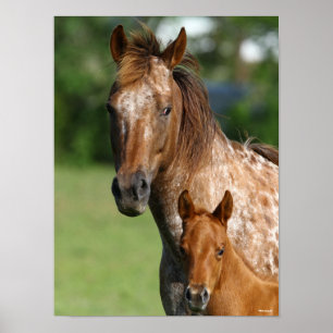 Appaloosa Horse Mare en Foal Headshot Poster