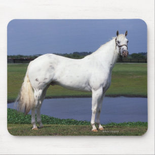 Appaloosa Horse Muismat