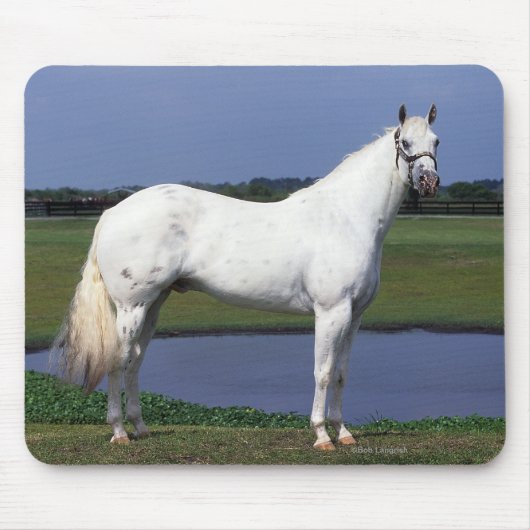 Appaloosa Horse Muismat (Voorkant)