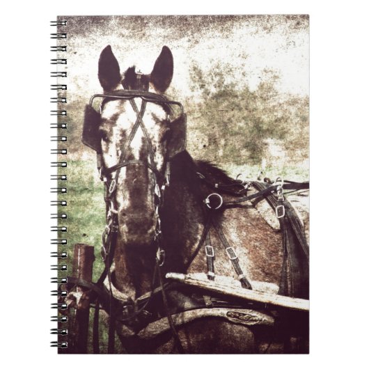 Appaloosa Horse Notitieboek (Voorkant)