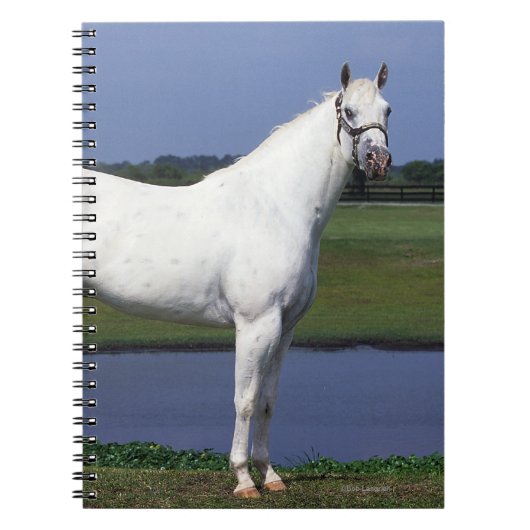 Appaloosa Horse Notitieboek (Voorkant)