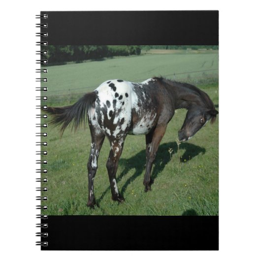 Appaloosa Horse Notitieboek (Voorkant)