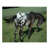 Appaloosa Horse Perfect Poster (Voorkant)