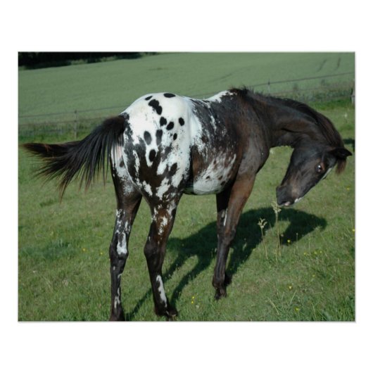 Appaloosa Horse Perfect Poster (Voorkant)