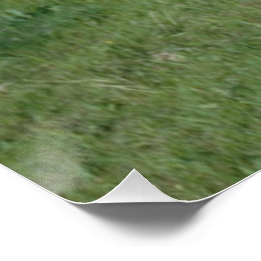 Appaloosa Horse Perfect Poster (Hoek)