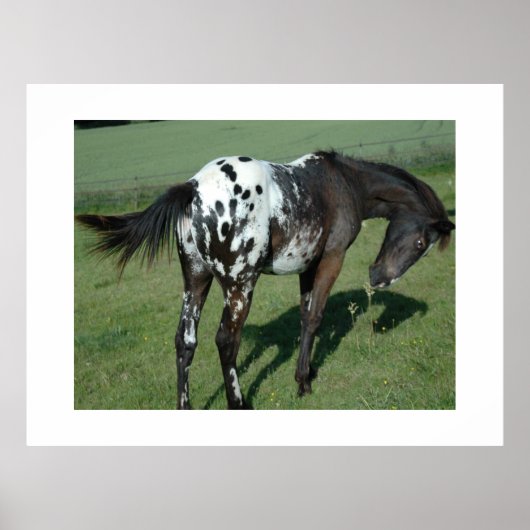 Appaloosa Horse Poster (Voorkant)