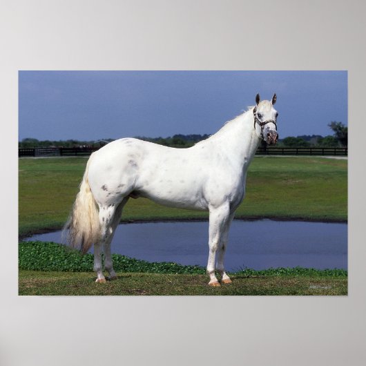 Appaloosa Horse Poster (Voorkant)