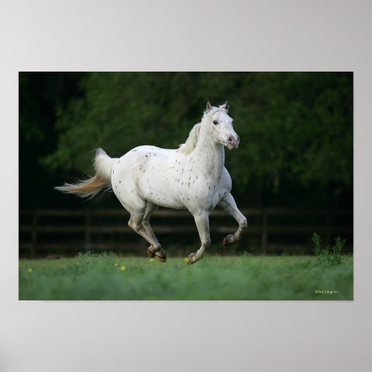 Appaloosa Horse Running 1 Poster (Voorkant)
