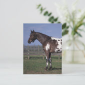 Appaloosa Horse Standing Briefkaart (Staand voorkant)
