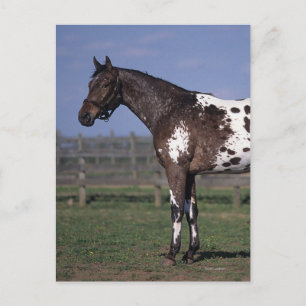 Appaloosa Horse Standing Briefkaart