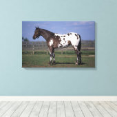 Appaloosa Horse Standing Canvas Afdruk (Insitu (Houten vloer))