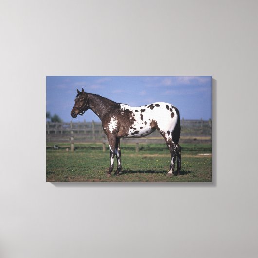 Appaloosa Horse Standing Canvas Afdruk (Voorkant)