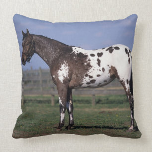 Appaloosa Horse Standing Kussen