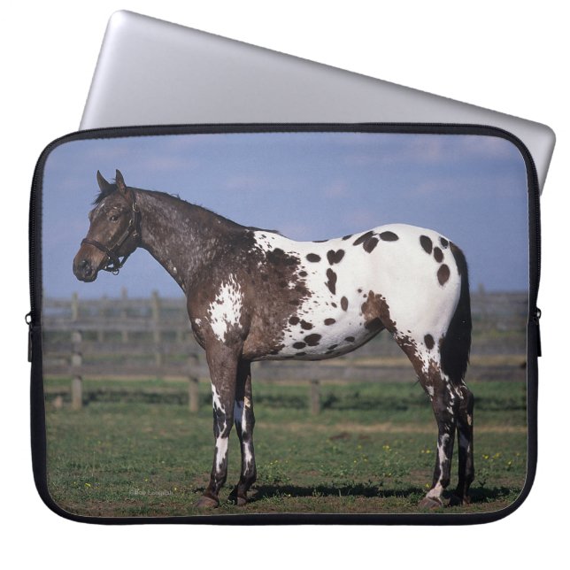 Appaloosa Horse Standing Laptop Sleeve (Voorkant)