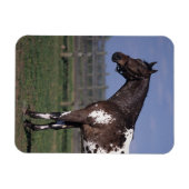 Appaloosa Horse Standing Magneet (Horizontaal)
