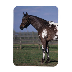 Appaloosa Horse Standing Magneet